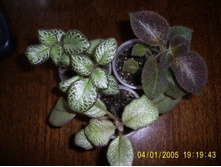 ������� �� 50���