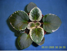 Elizabet-��������-����� �����.� �����.�����