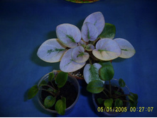 Shampan Pinn Plum-����� �� 30