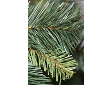 ����� ���� ������.jpg