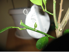 ���������� ��������� ����� ������