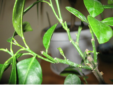 ��� ����� ������ �� �����������