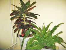 ����� �����������, ��� ������ � �����������