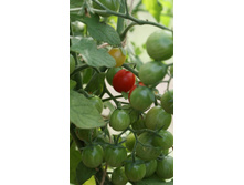 ���������� ���� ������ 