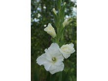 ���������� �����������