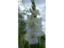 ���������� �����������