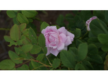 �������� ����