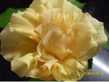 ������ �������� ��������