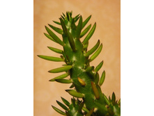 �������������������� �������� 