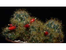 ����������� ��������� � �������