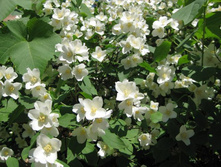 ����� �������, 25�, ���� 87,5�.