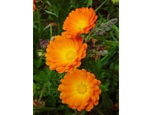 ����� ���������, 10�, ���� 52,5�.