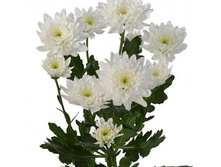 ����� ����������, 25�, ���� 122,5�.