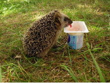 ����� � ������.jpg