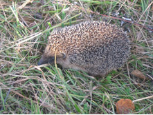 ����� ����� �� �����.jpg