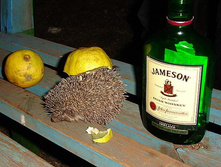 ����� ����.jpg