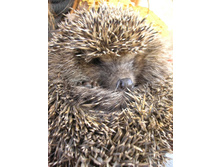 ����� ���������.jpg