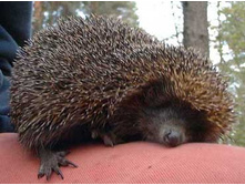 ����� ����.jpg