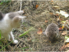 ��ԣ��� � �����.jpg