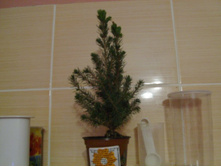 ��� ������ ������