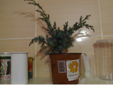 ������������ ��� ����