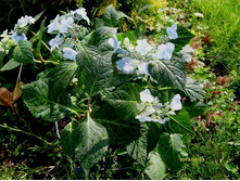 �������. ������� ����.JPG