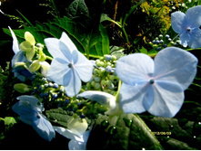 ����. �������.JPG