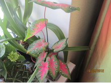 �������� (2).JPG