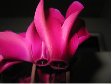 ��������-�������