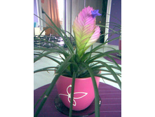 �ILL�NDSI� �Y�N��