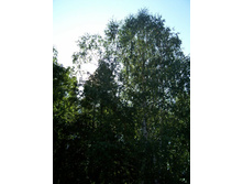 ���� 008.jpg