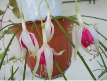 Simply Wonderful(�����).JPG