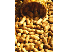 ������ (�������, ���������, �������, �����)