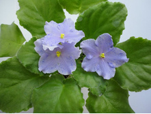 Pretty miss kellyJPG