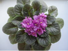 ������� �����.JPG