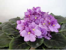 ������� �����.JPG