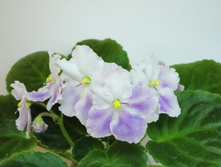 ������� �����(�����).JPG