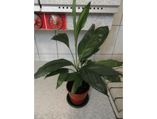 ��������� ��������