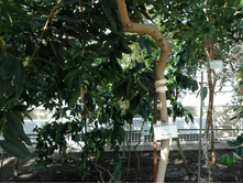 ������� sp.