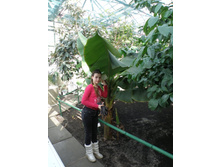 ����� Musa nana