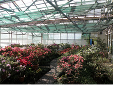 ��� ������