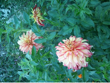 2012-08-19 20.05.58.jpg