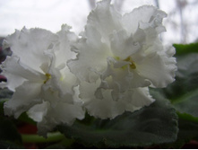 ����� ������� (����. ����-25)