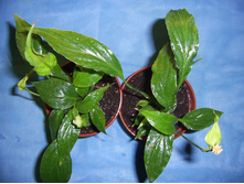 ������������ �� 50