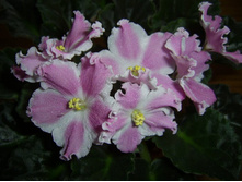 ��-������ (����.����-25)