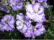 Favorite Child (����. ����-25)