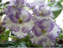 Favorite Child-������ ������� ��������