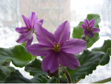 Bob\"s Omega-����� ��������