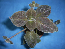 ������� ������� �����-80���