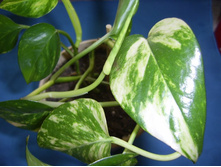 ���������� ����������